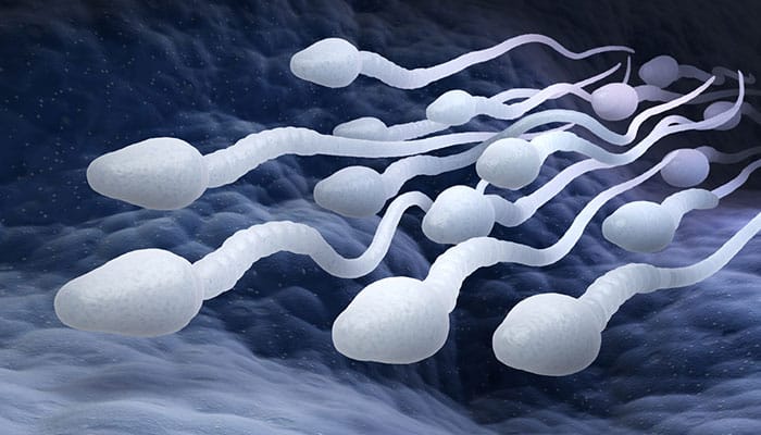 Plující život spermií